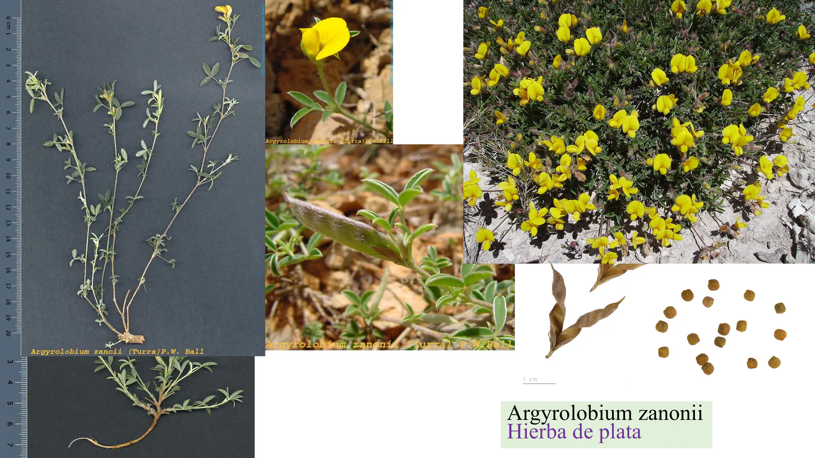Argyrolobium zanonii