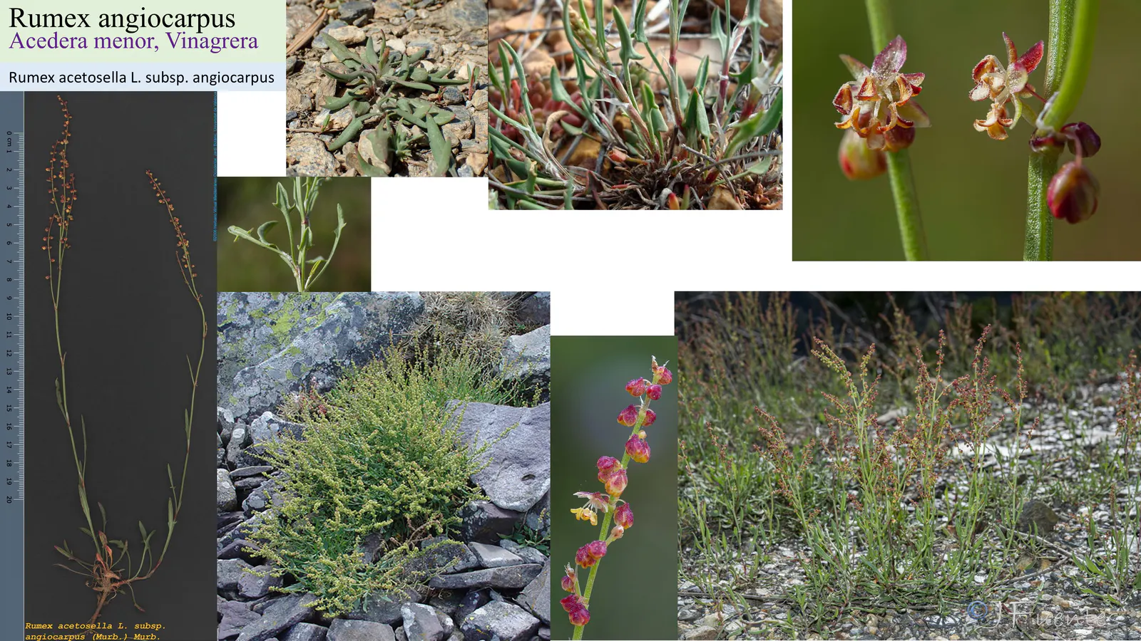 Rumex angiocarpus