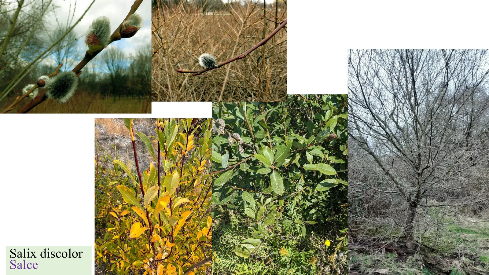 Salix discolor