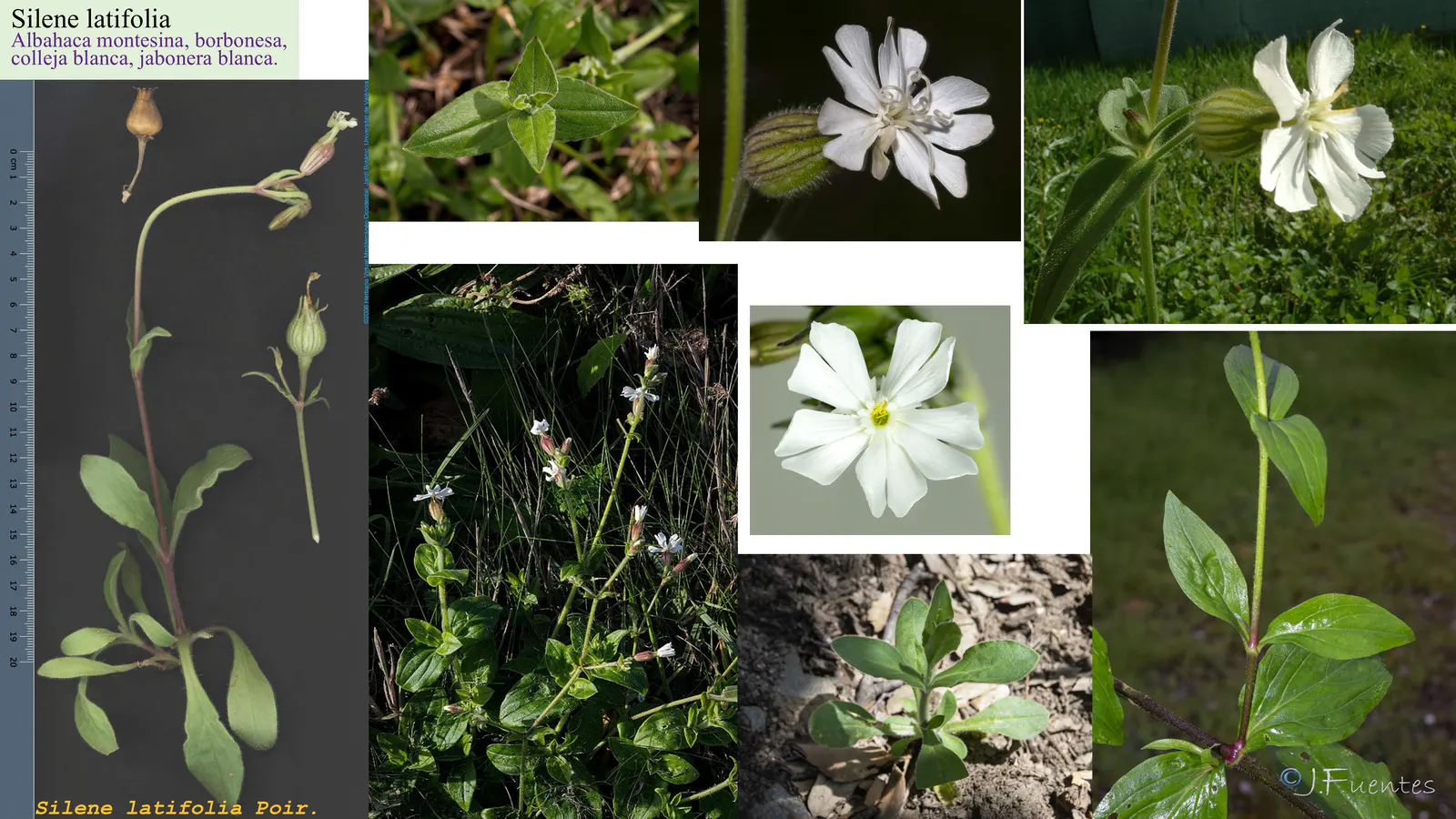 Silene latifolia