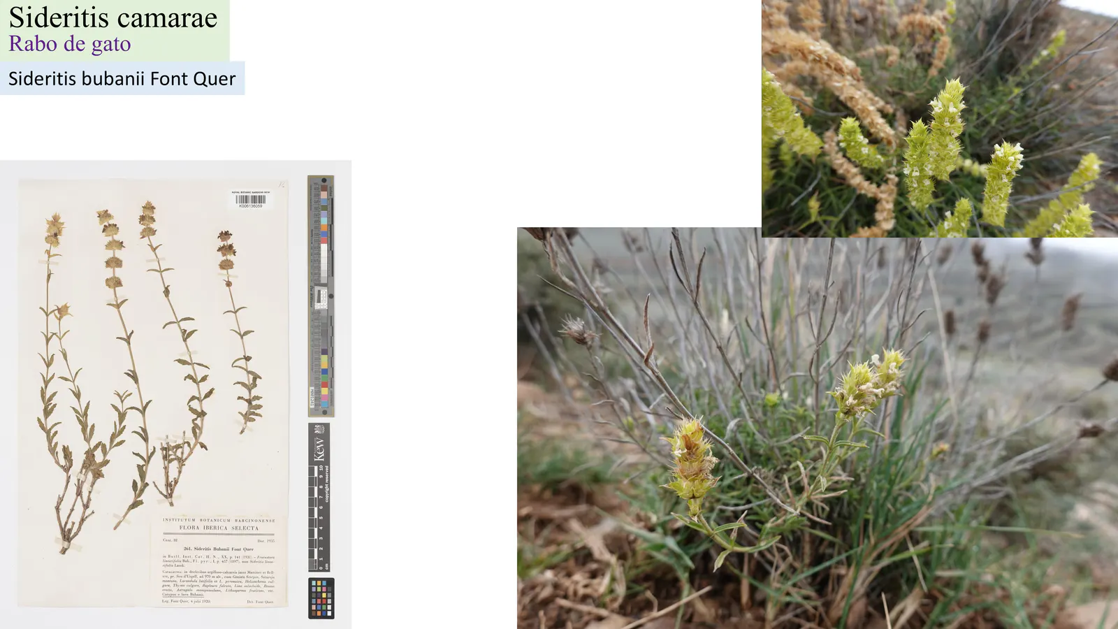 Sideritis camarae