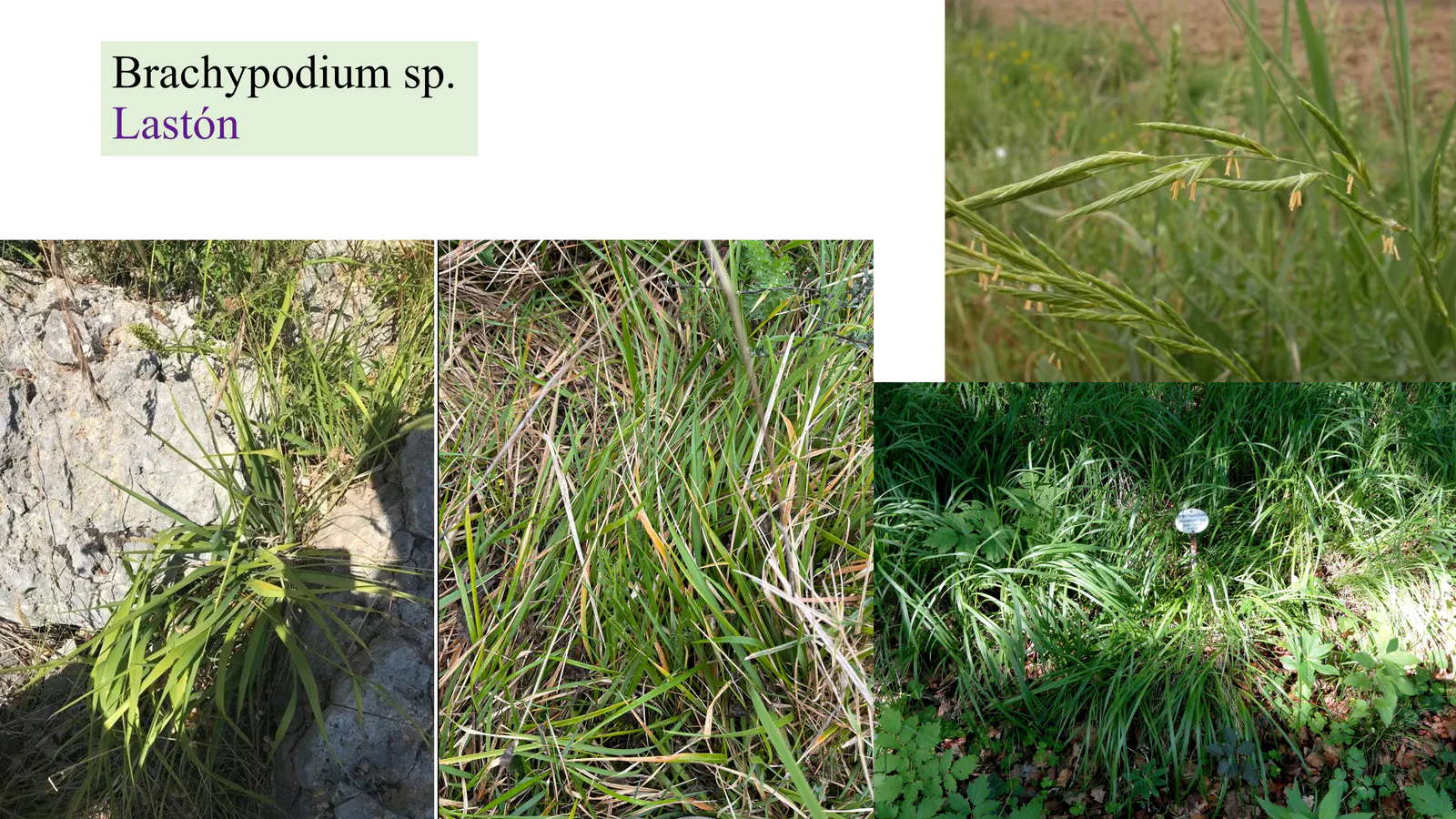 Brachypodium sp.
