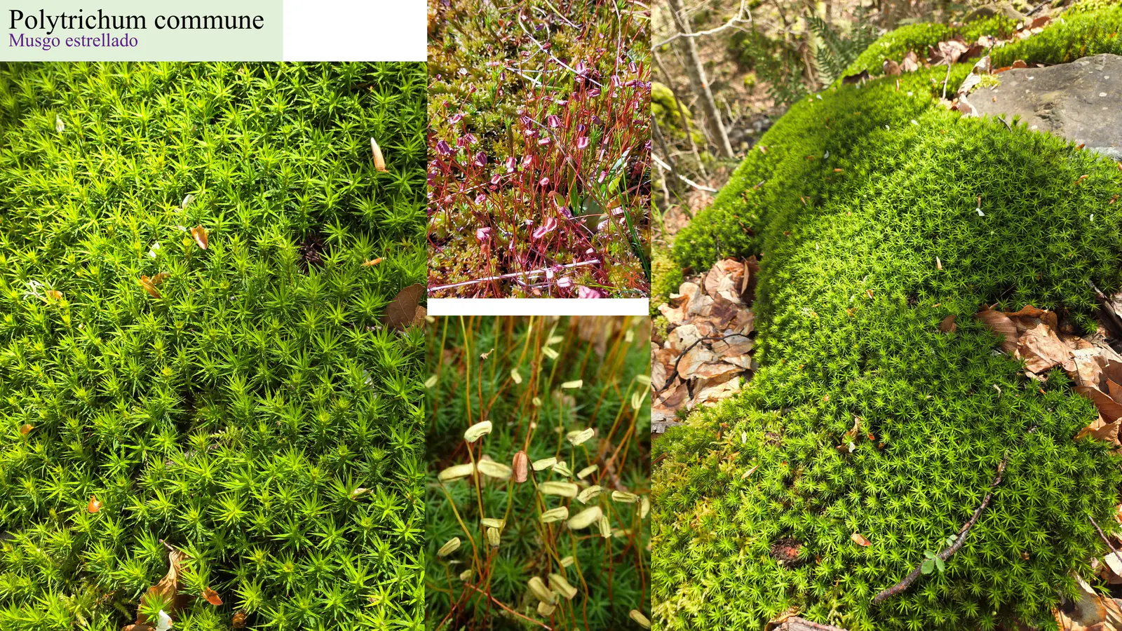 Polytrichum commune