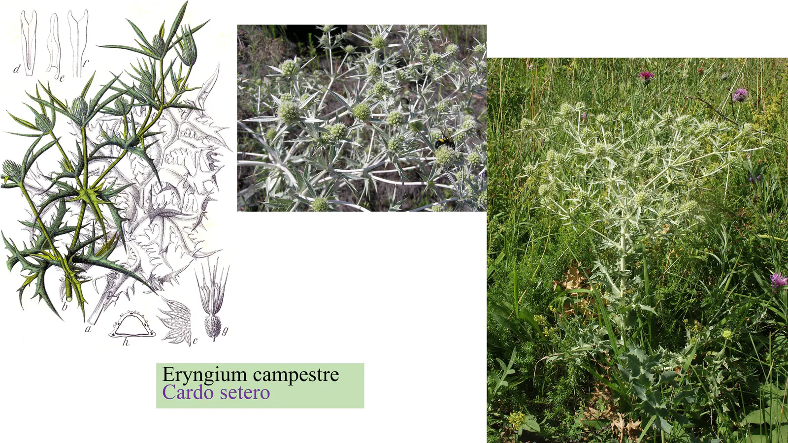 Eryngium campestre