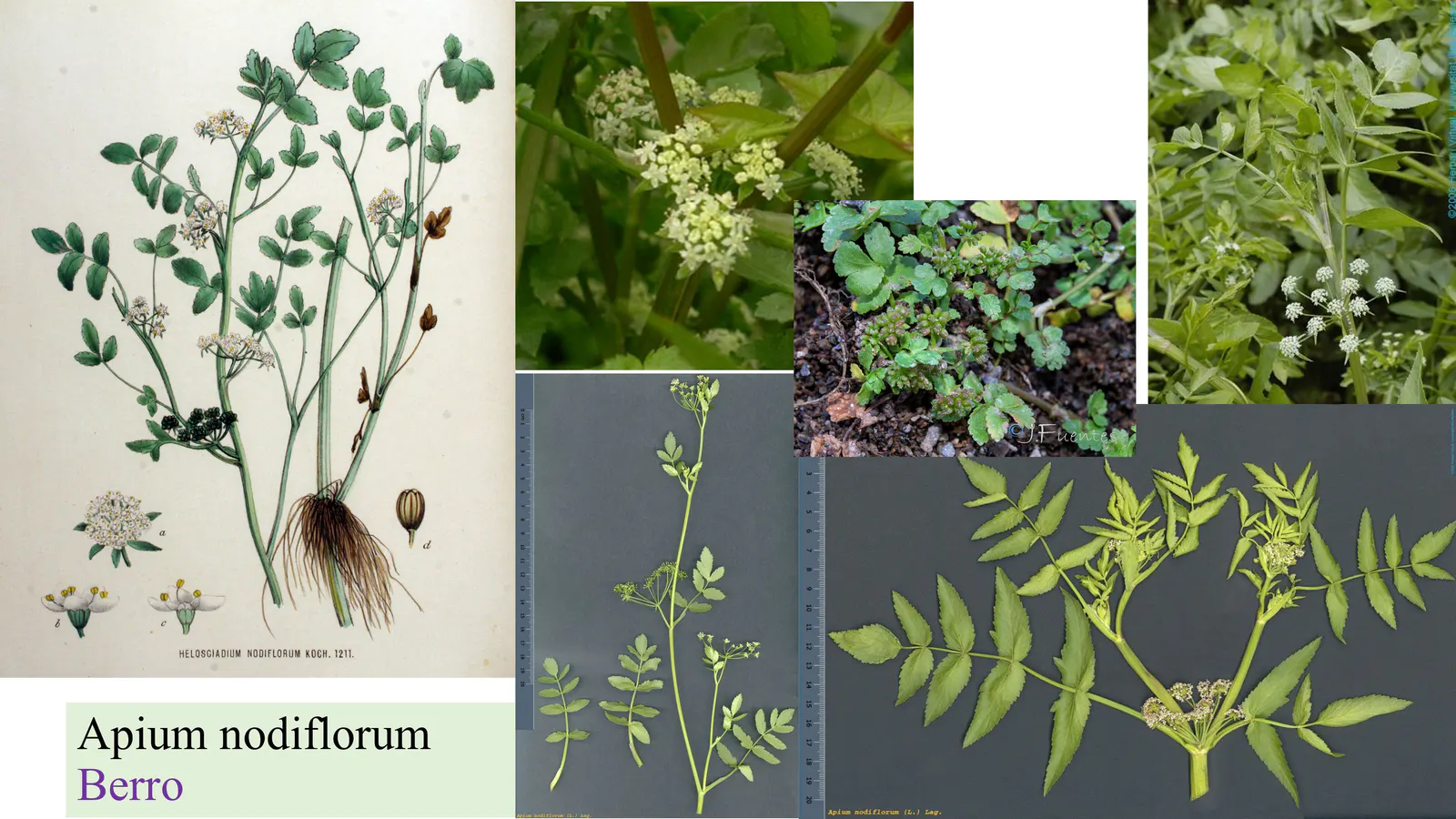 Apium nodiflorum