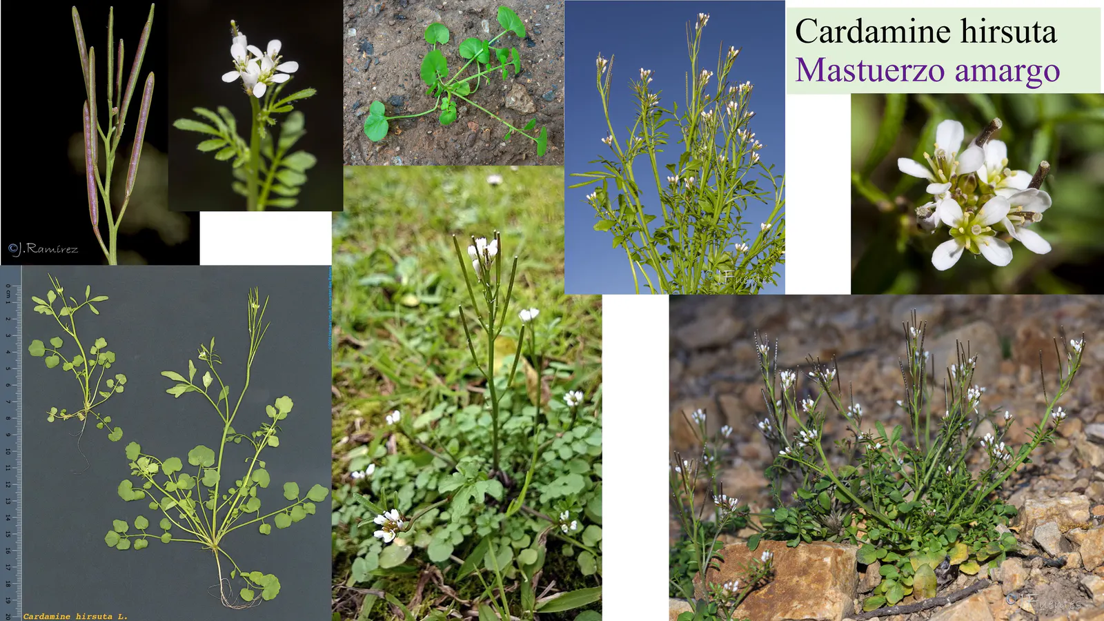 Cardamine hirsuta