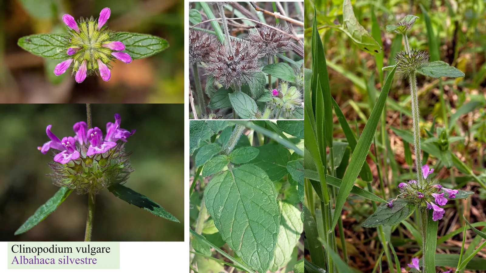 Clinopodium vulgare