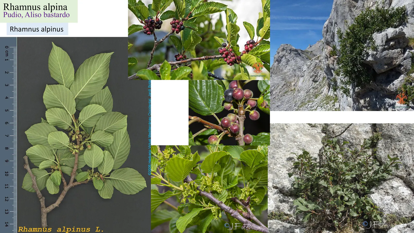 Rhamnus alpina