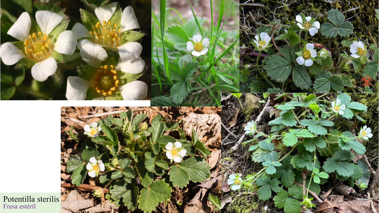 Potentilla sterilis