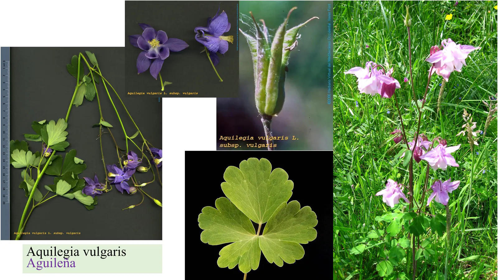 Aquilegia vulgaris