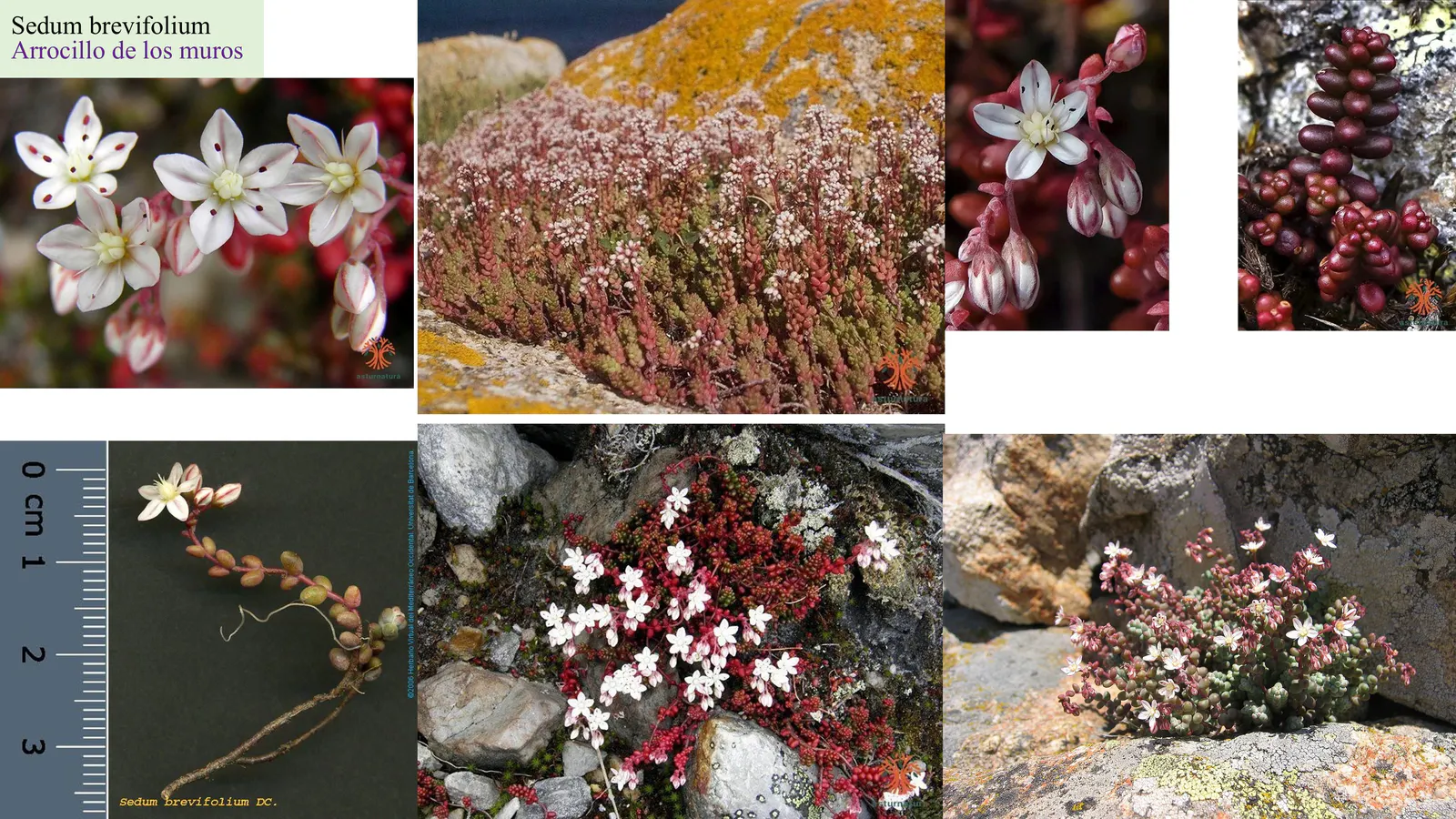 Sedum brevifolium