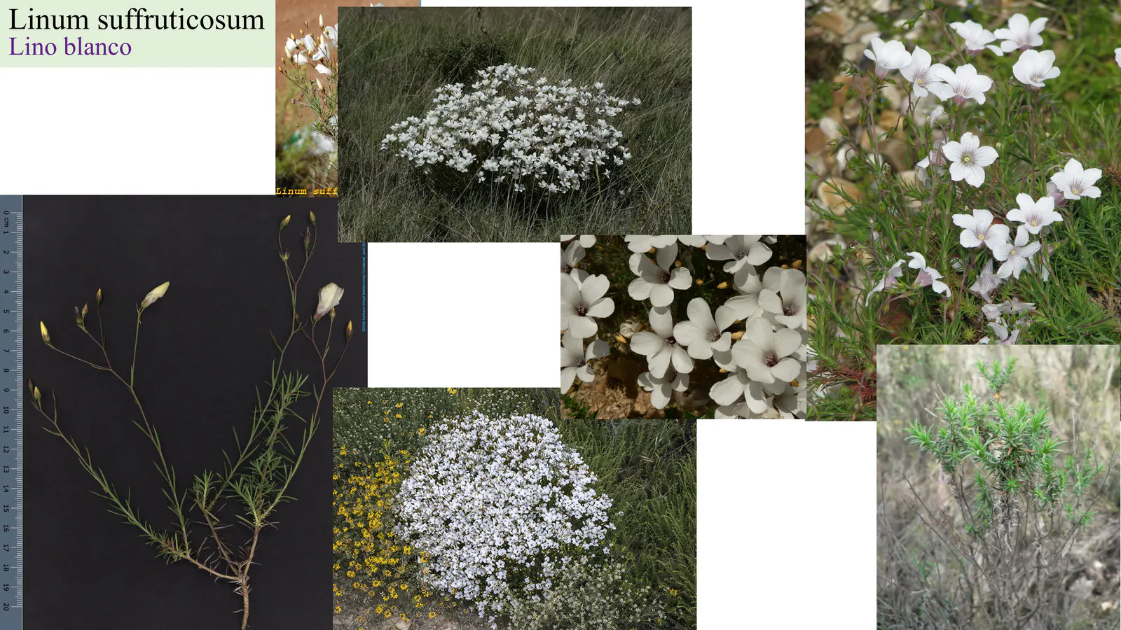 Linum suffruticosum
