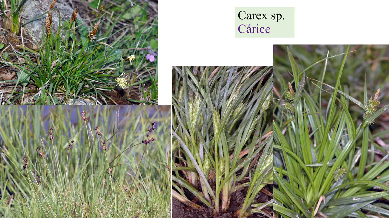 Carex sp.