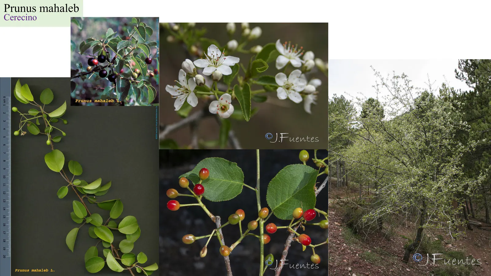 Prunus mahaleb