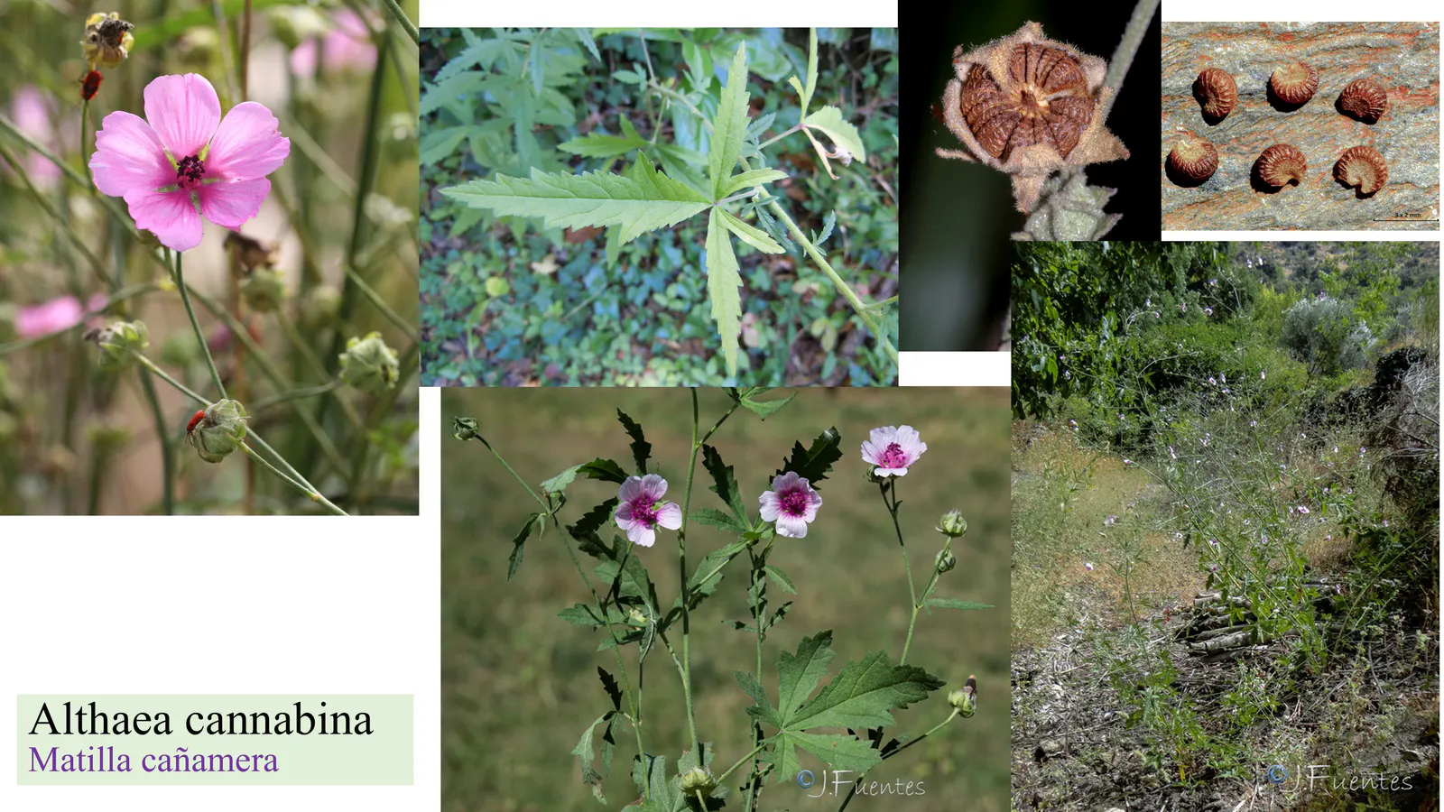 Althaea cannabina