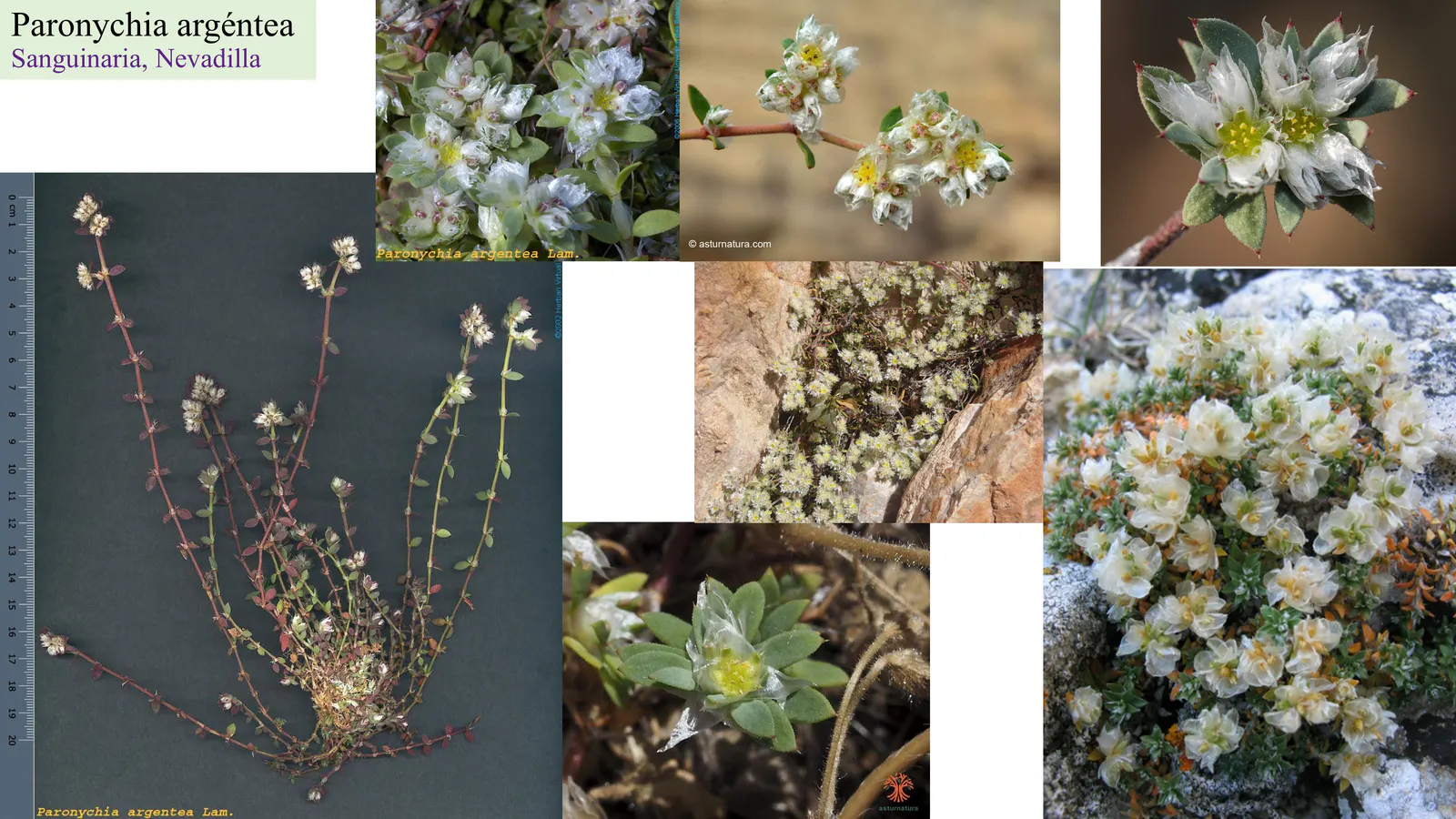 Paronychia argentea