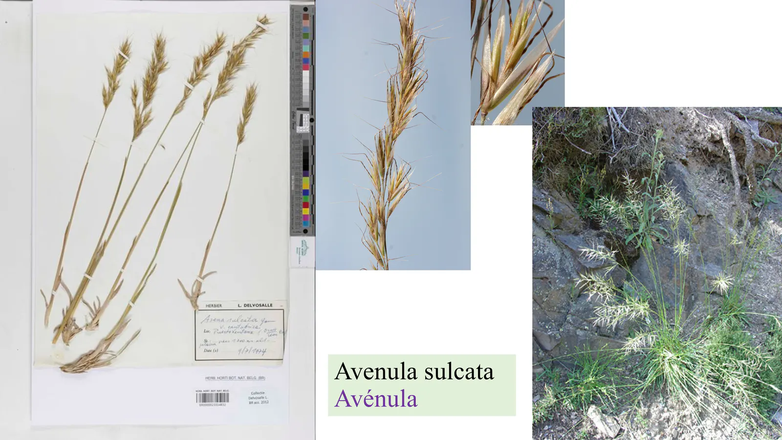Avenula sulcata