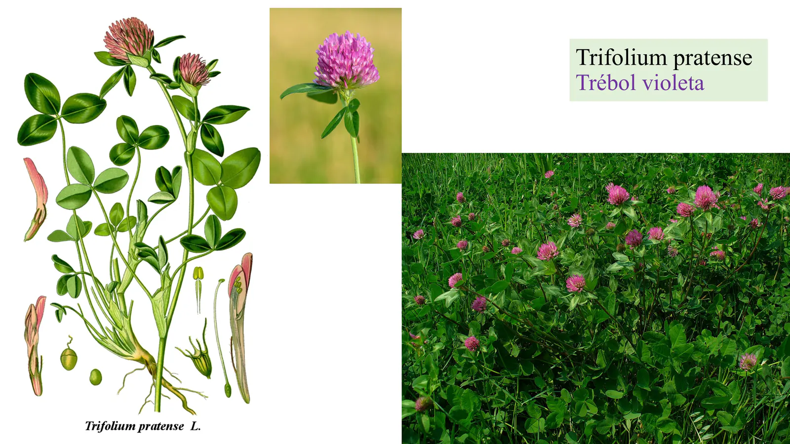 Trifolium pratense