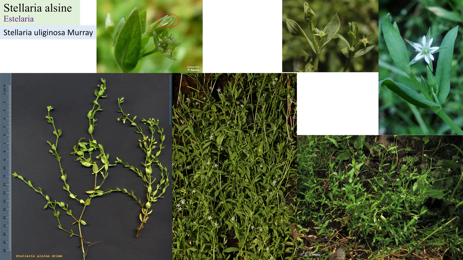 Stellaria alsine