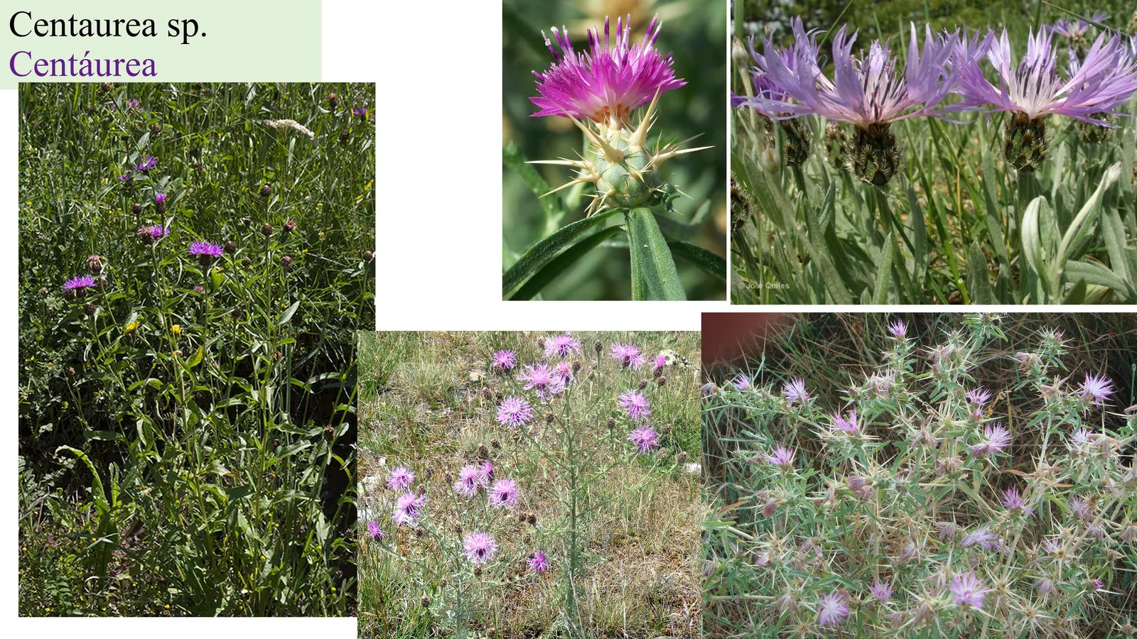 Centaurea sp.
