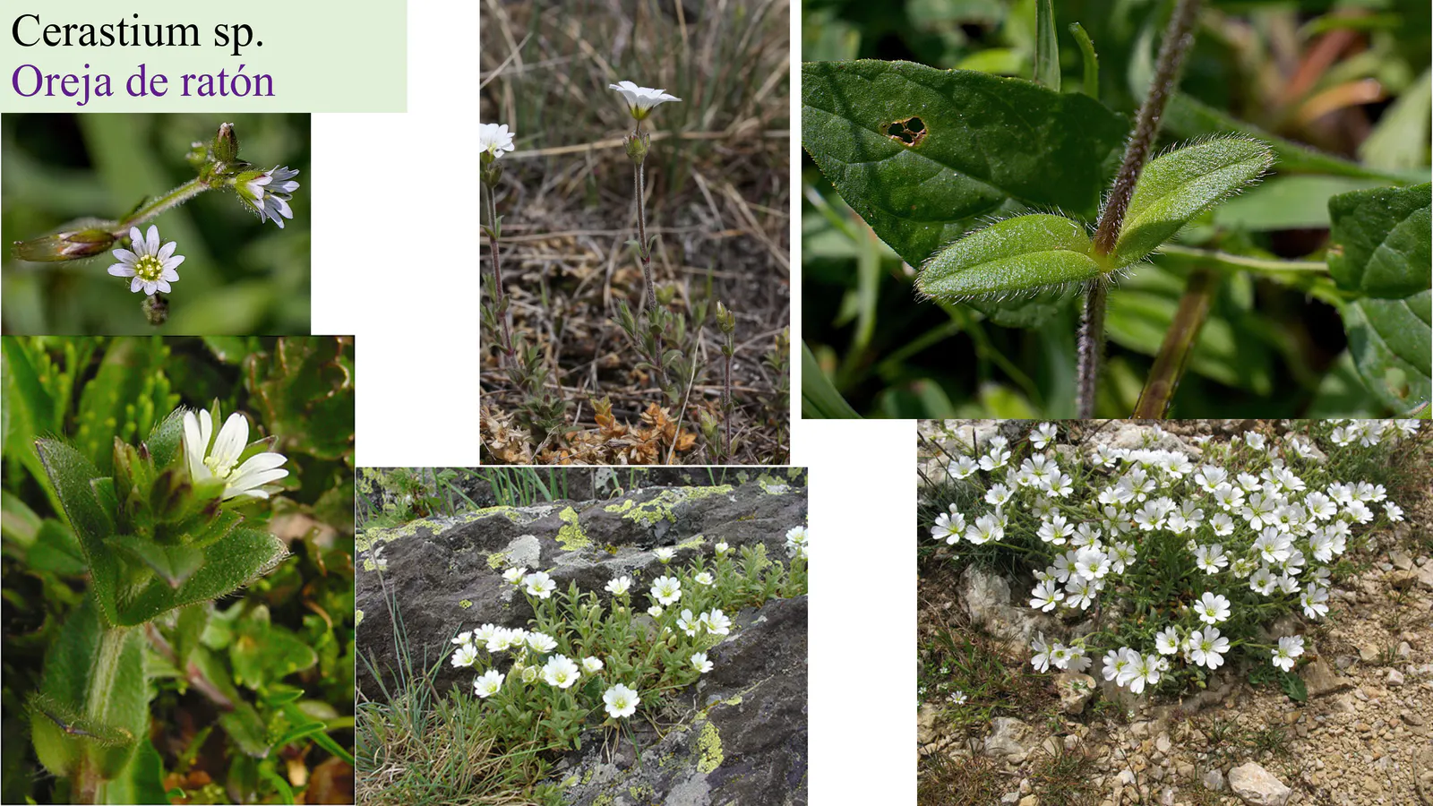 Cerastium sp.