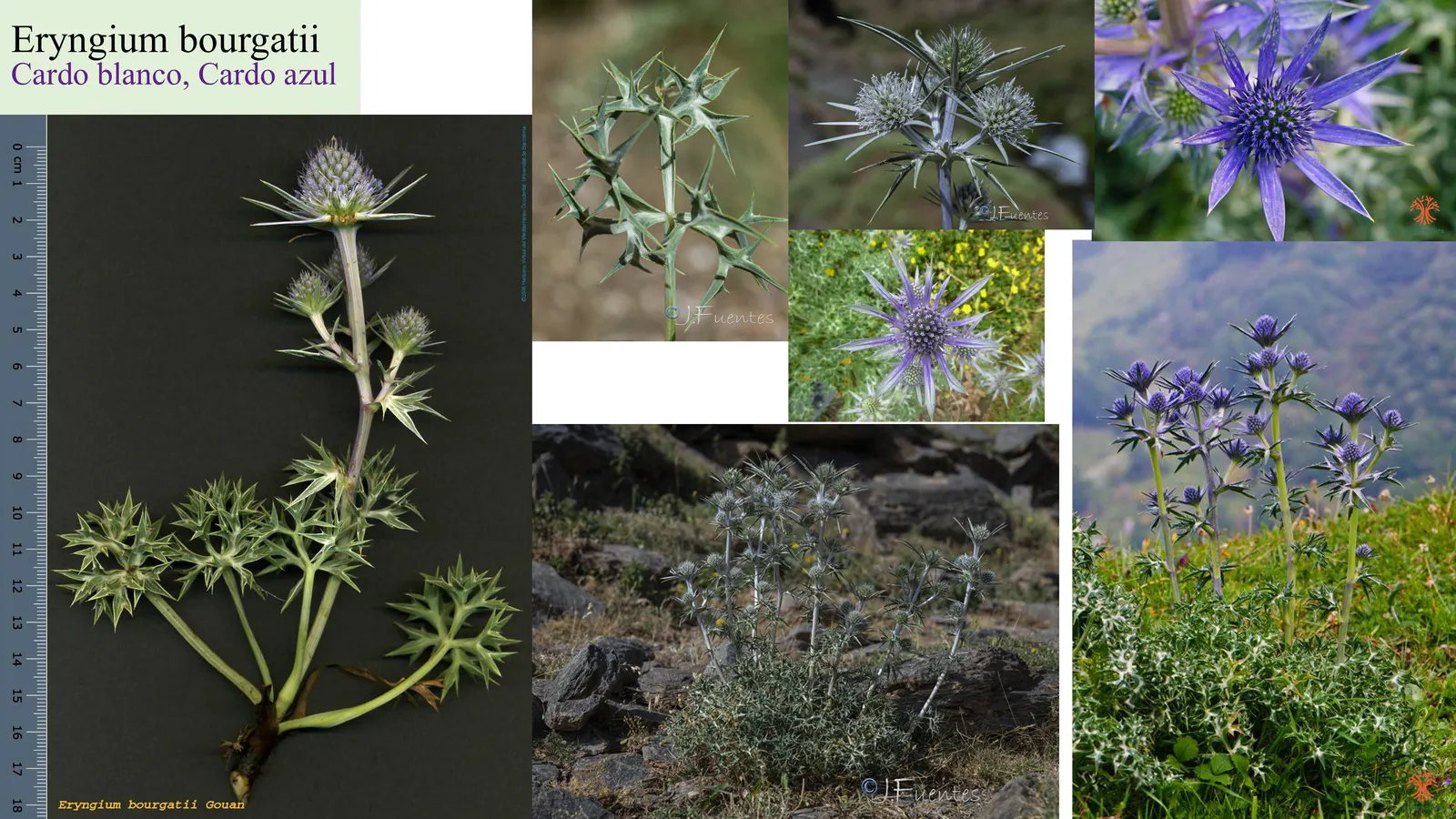 Eryngium bourgatii