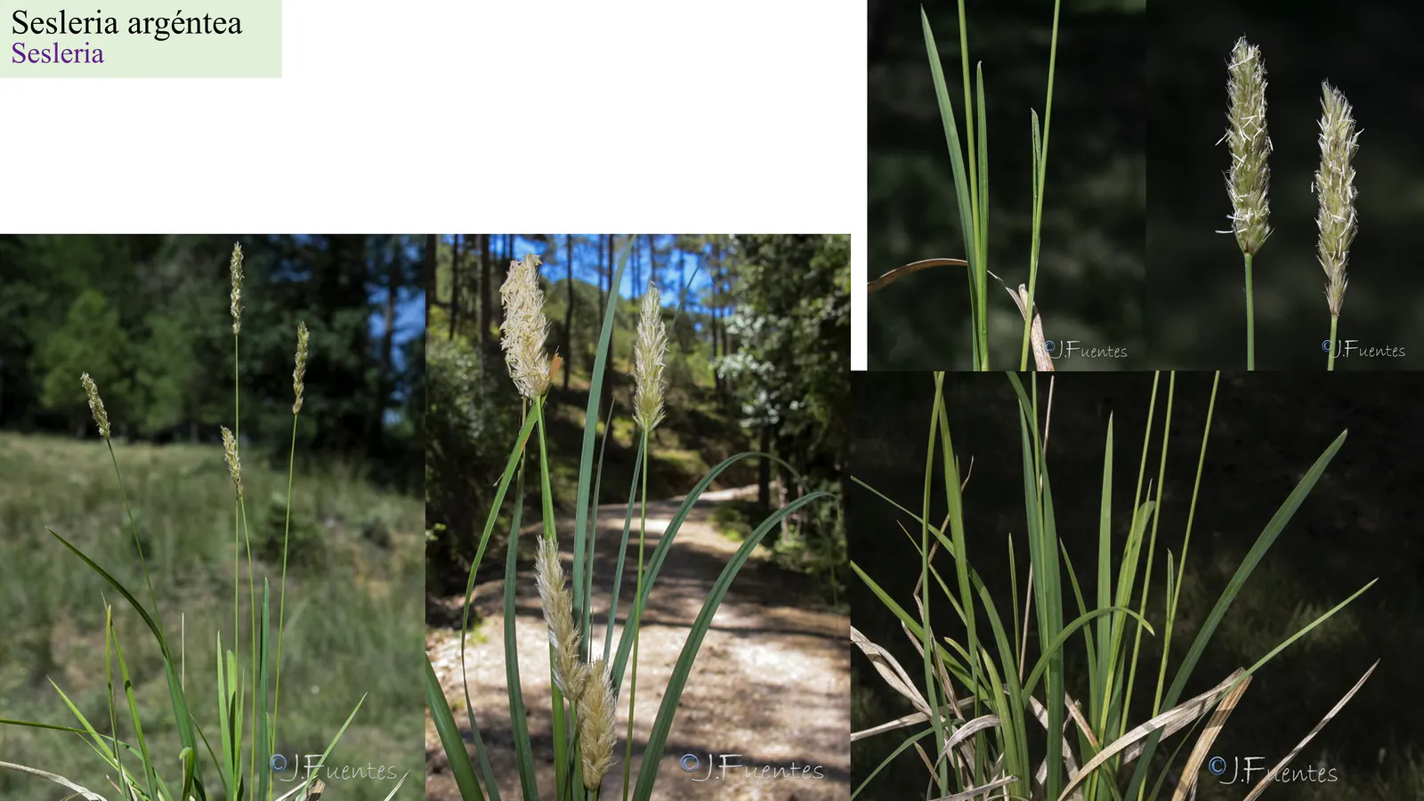 Sesleria argentea