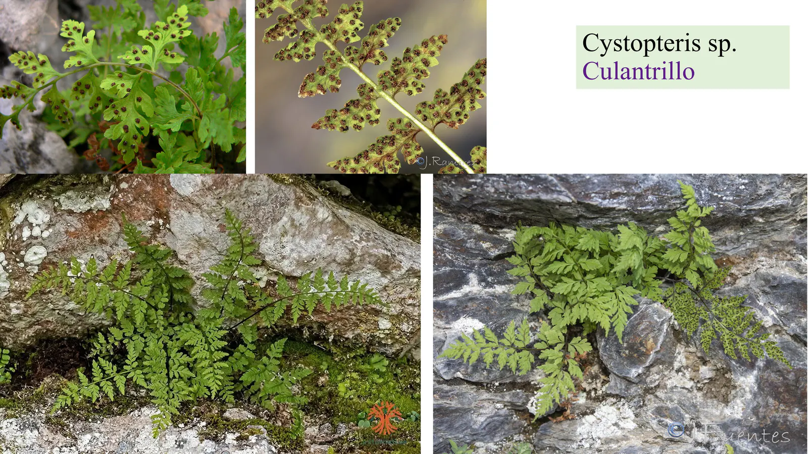 Cystopteris sp.
