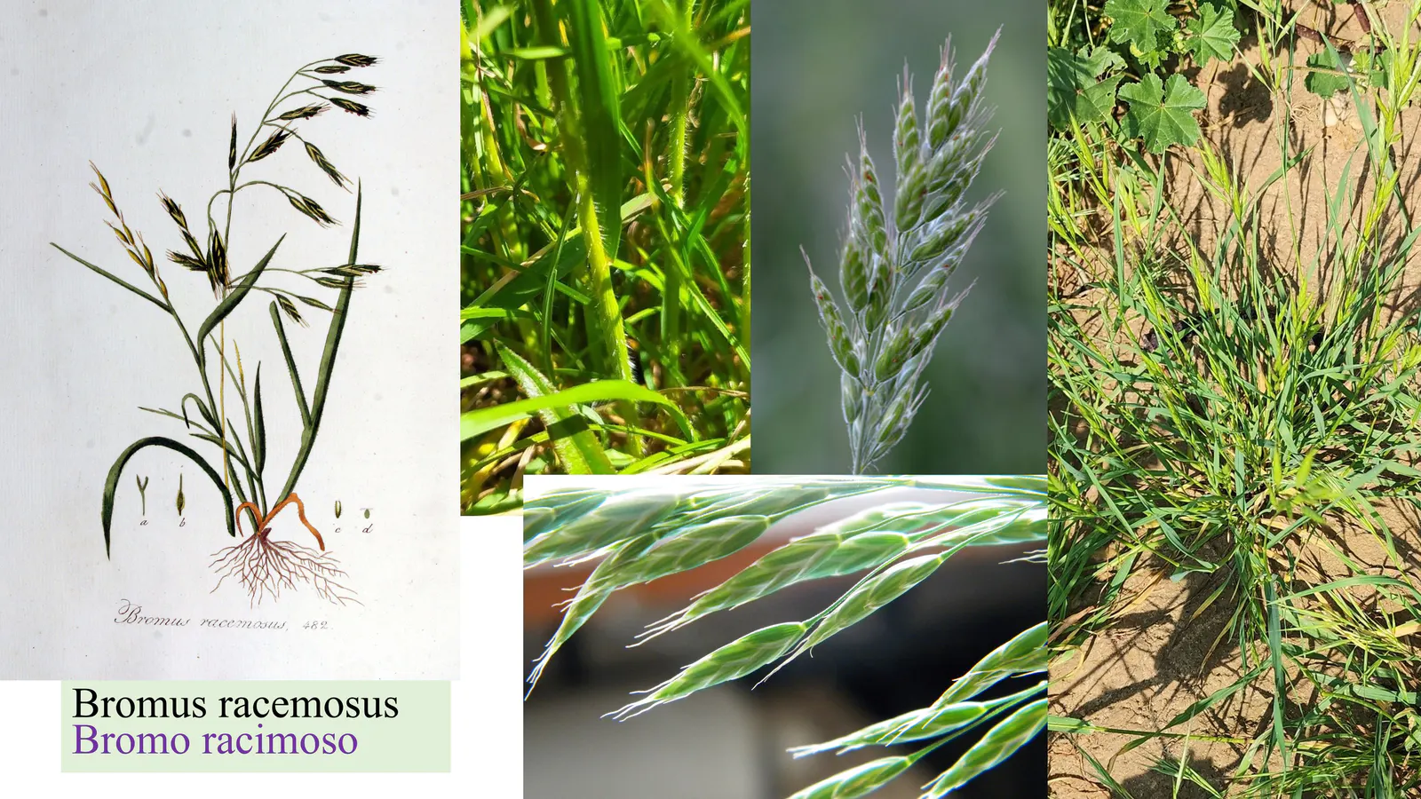 Bromus