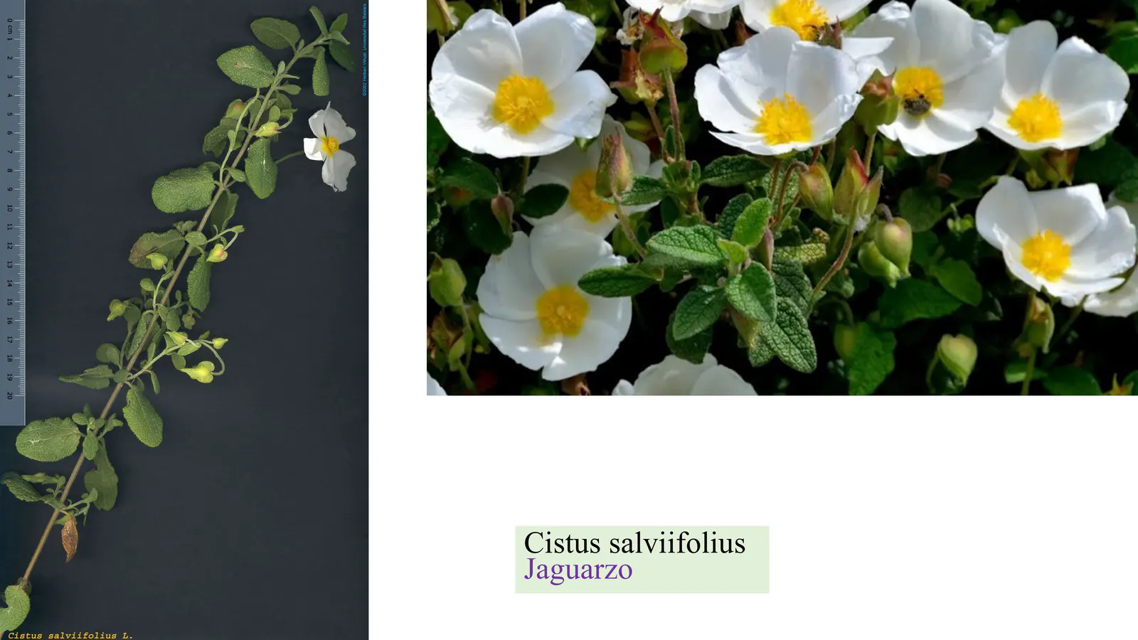 Cistus salviifolius