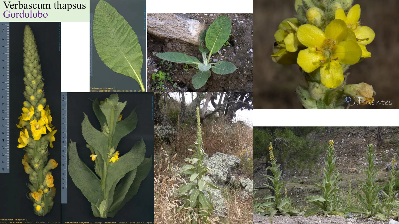 Verbascum thapsus