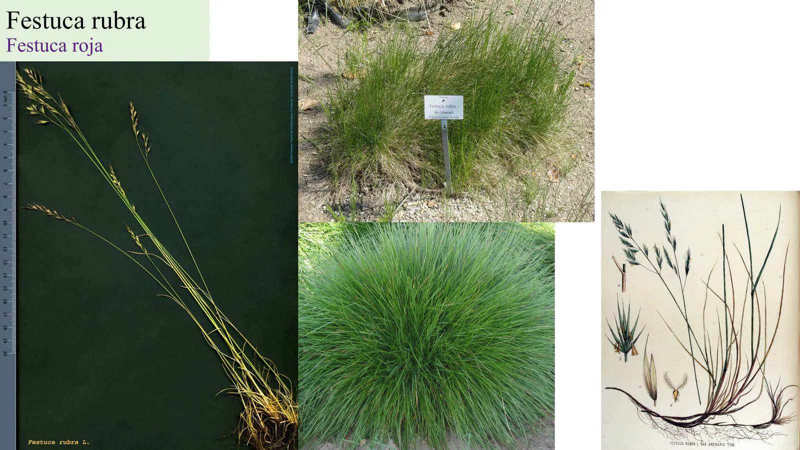 Festuca rubra