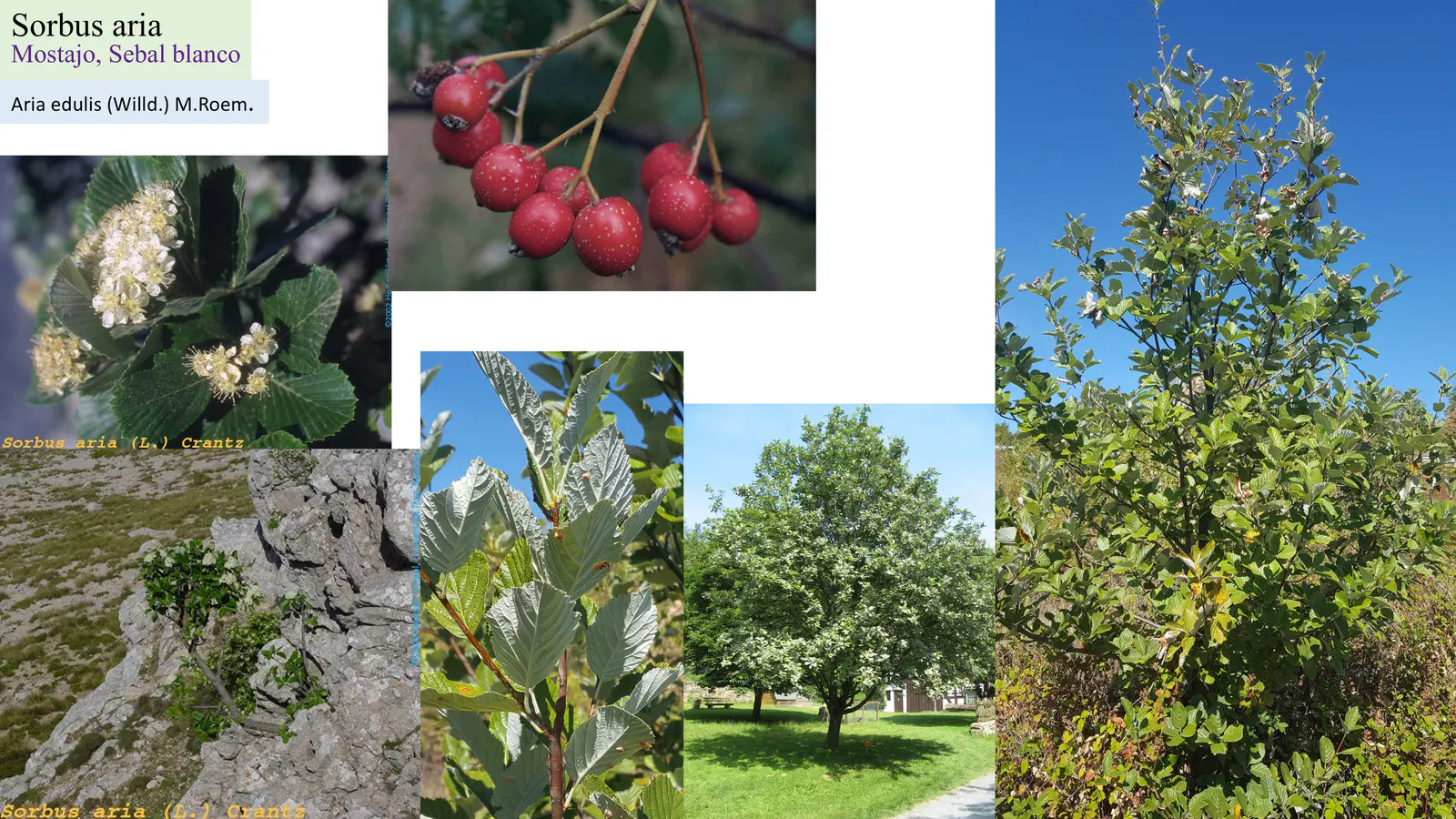 Sorbus aria
