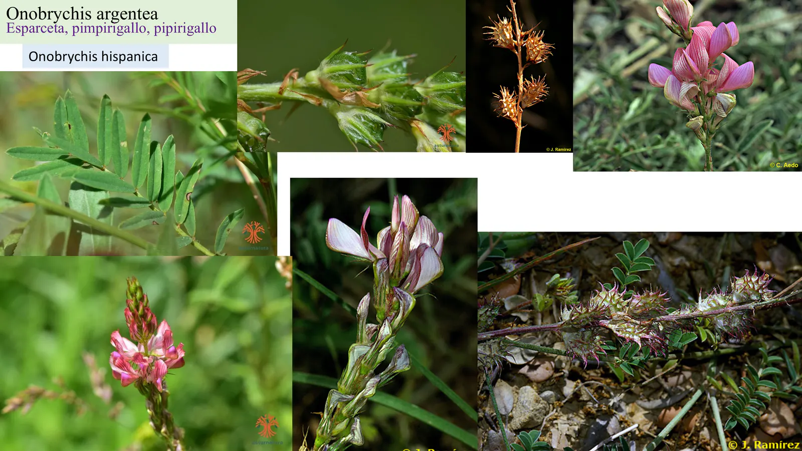 Onobrychis argentea