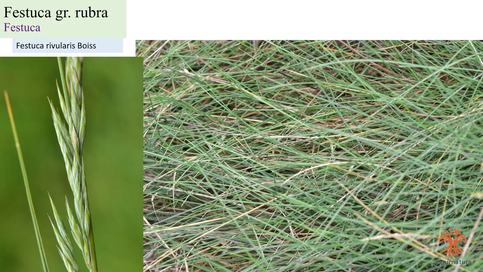 Festuca gr. rubra