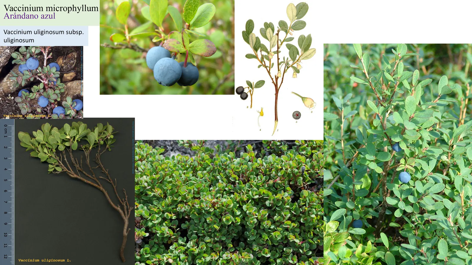 Vaccinium microphyllum