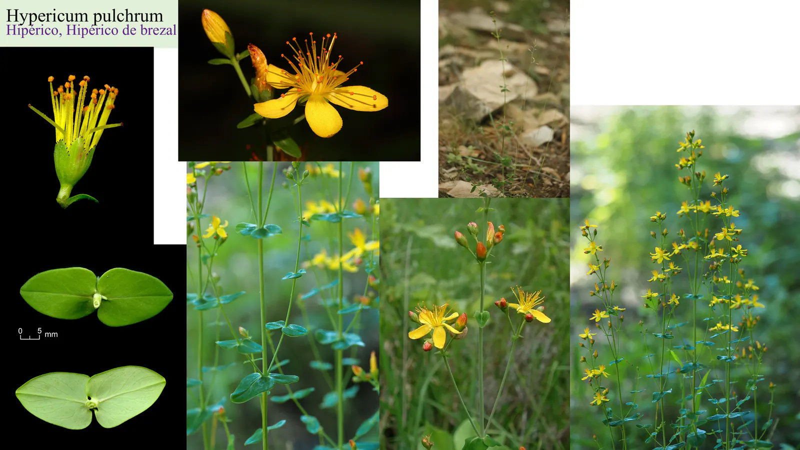 Hypericum pulchrum