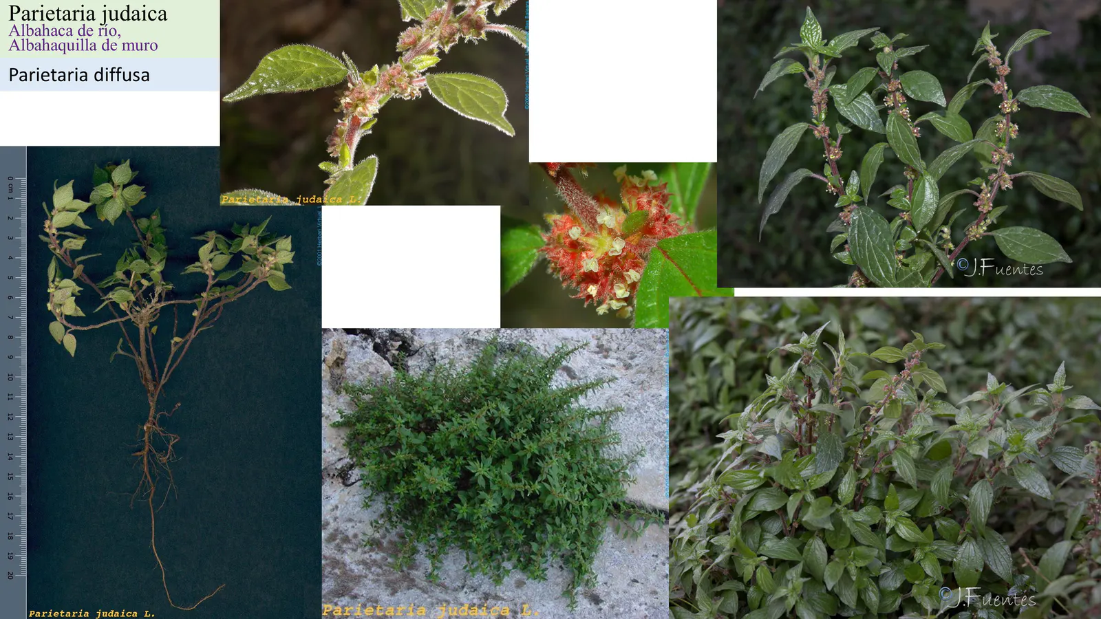 Parietaria judaica