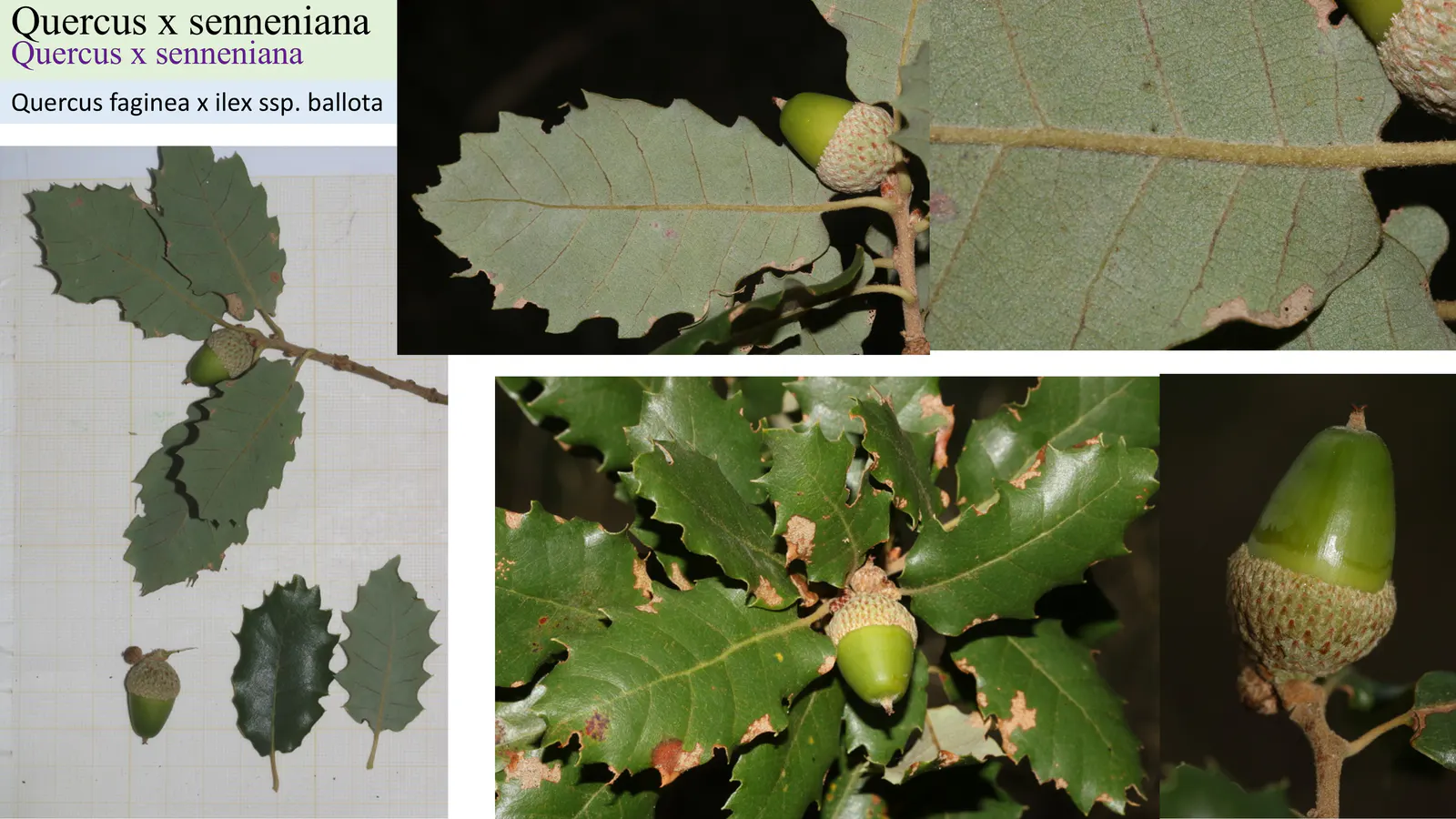 Quercus x senneniana