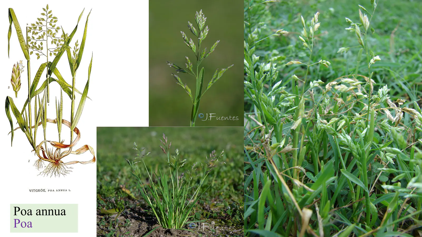 Poa annua