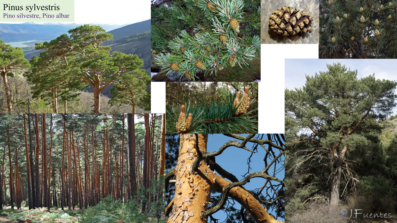 Pinus sylvestris
