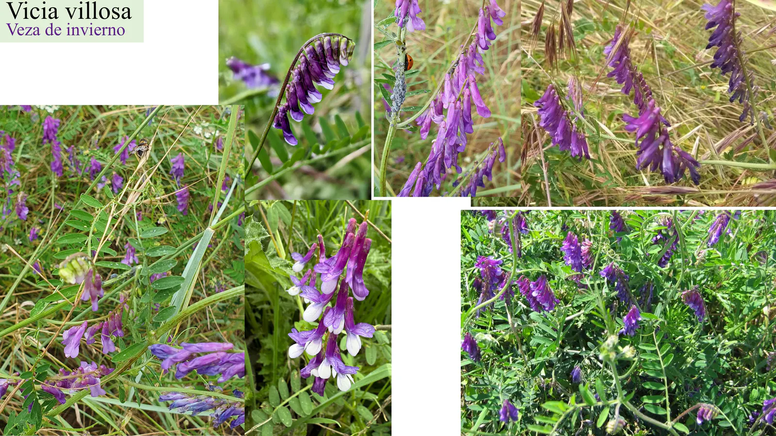 Vicia villosa