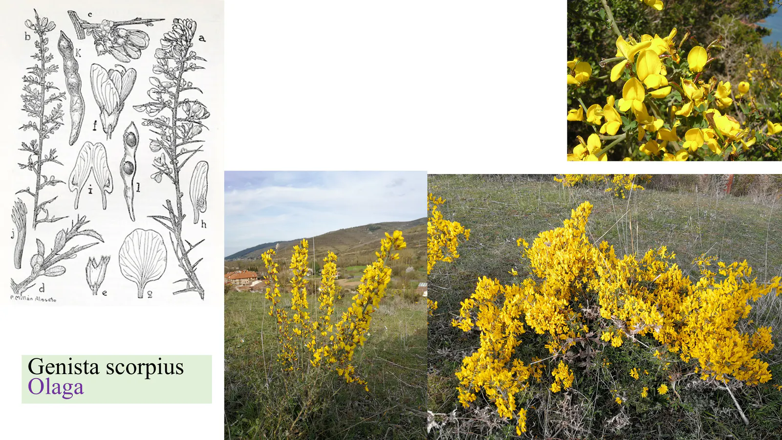 Genista scorpius