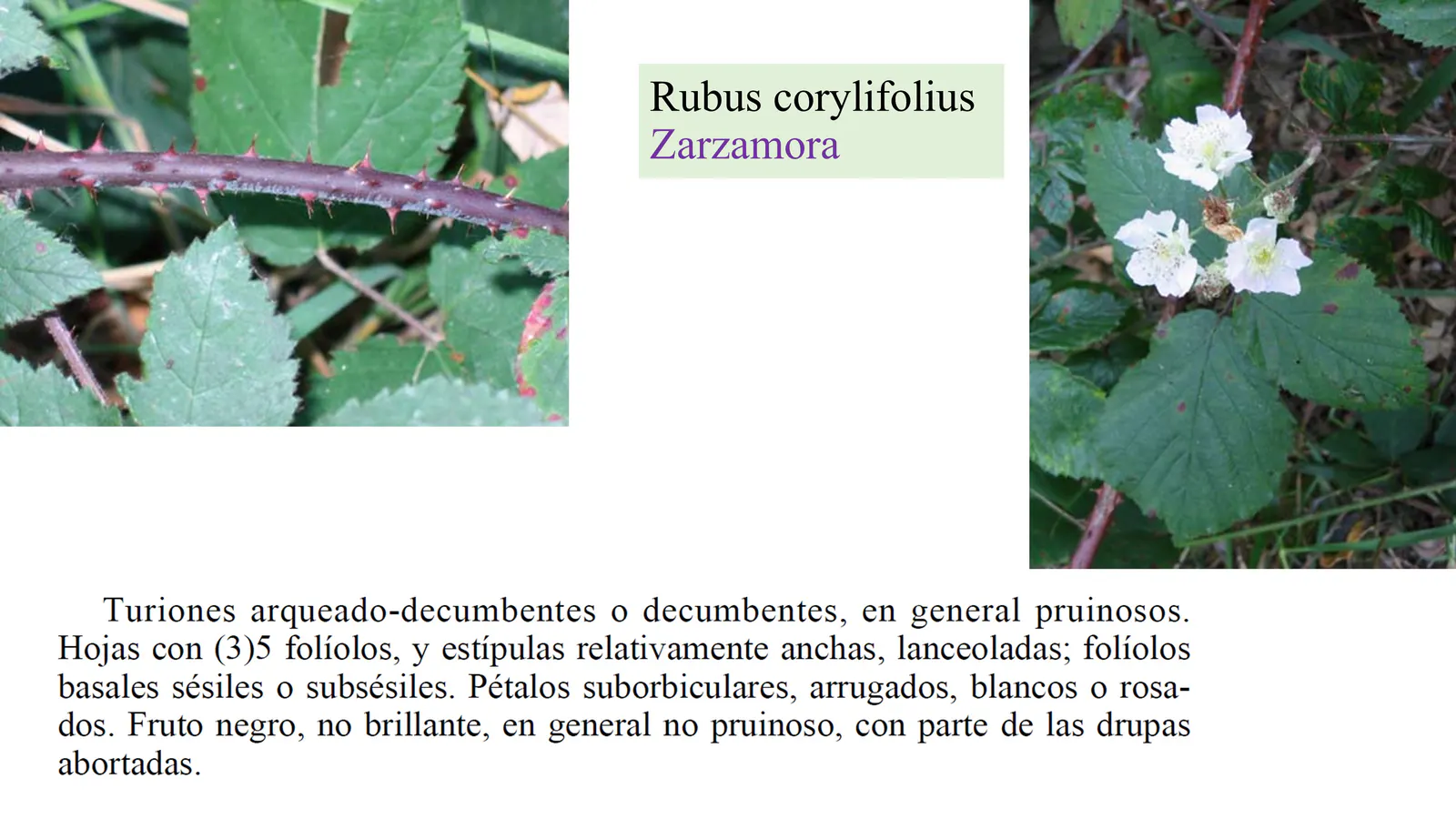 Rubus corylifolius