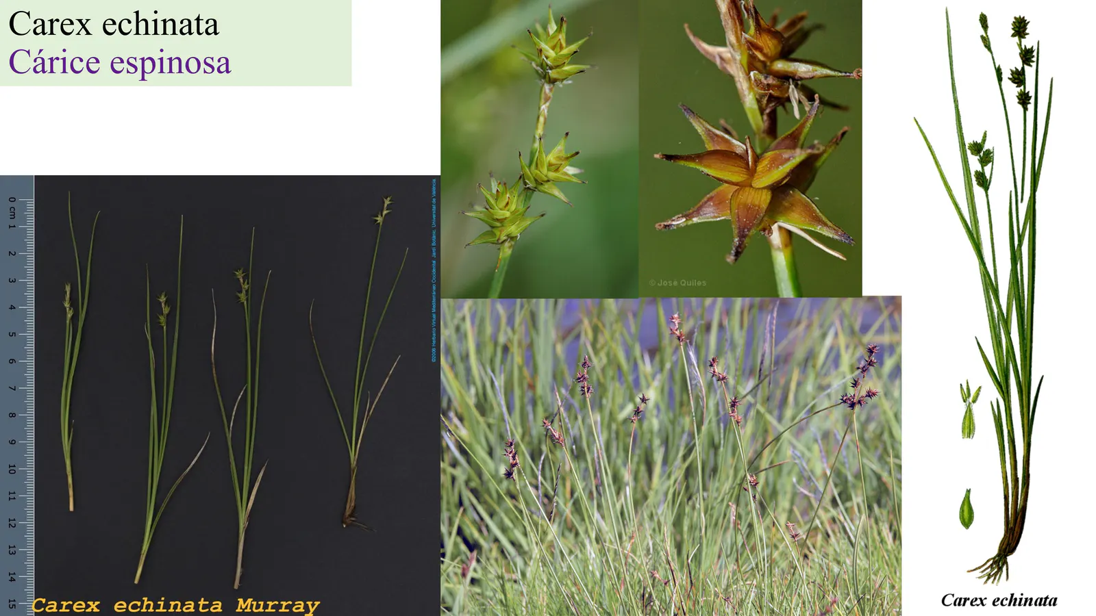 Carex echinata