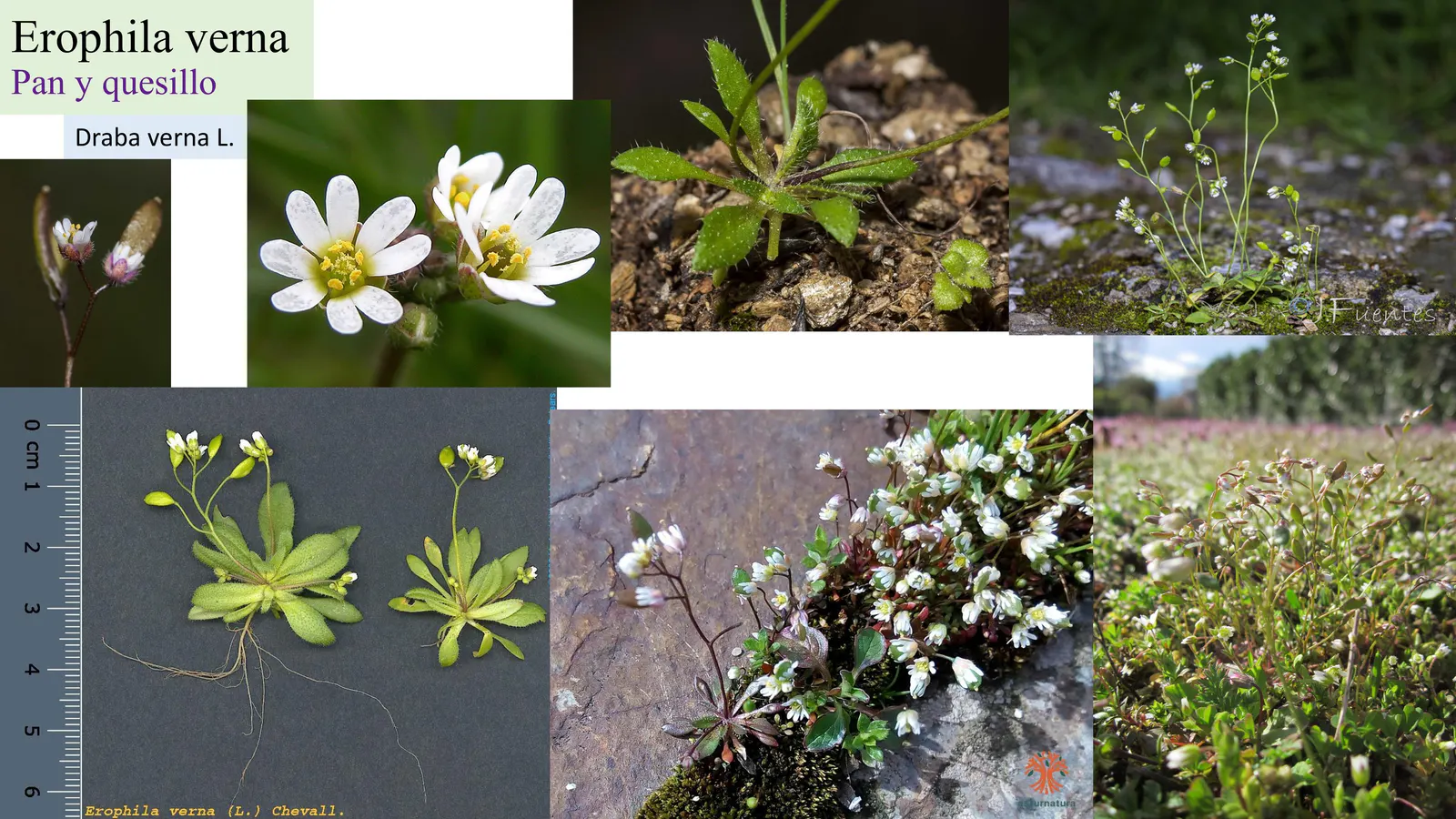Erophila verna