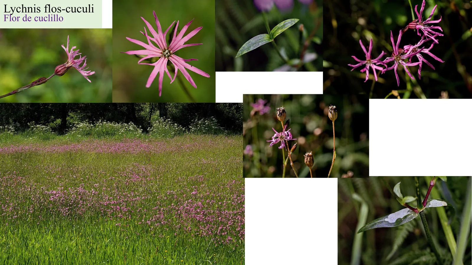 Lychnis flos-cuculi