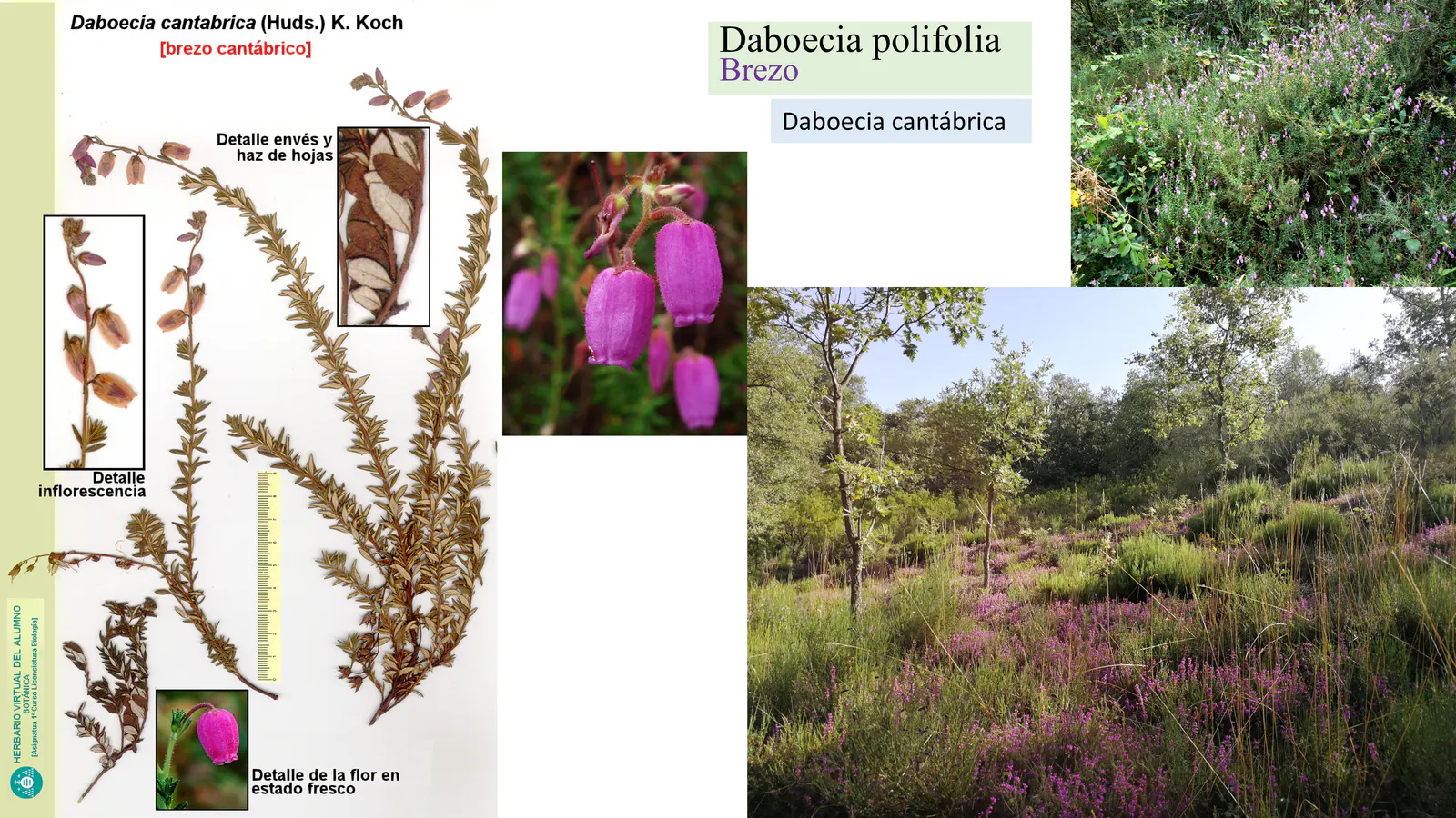 Daboecia cantabrica