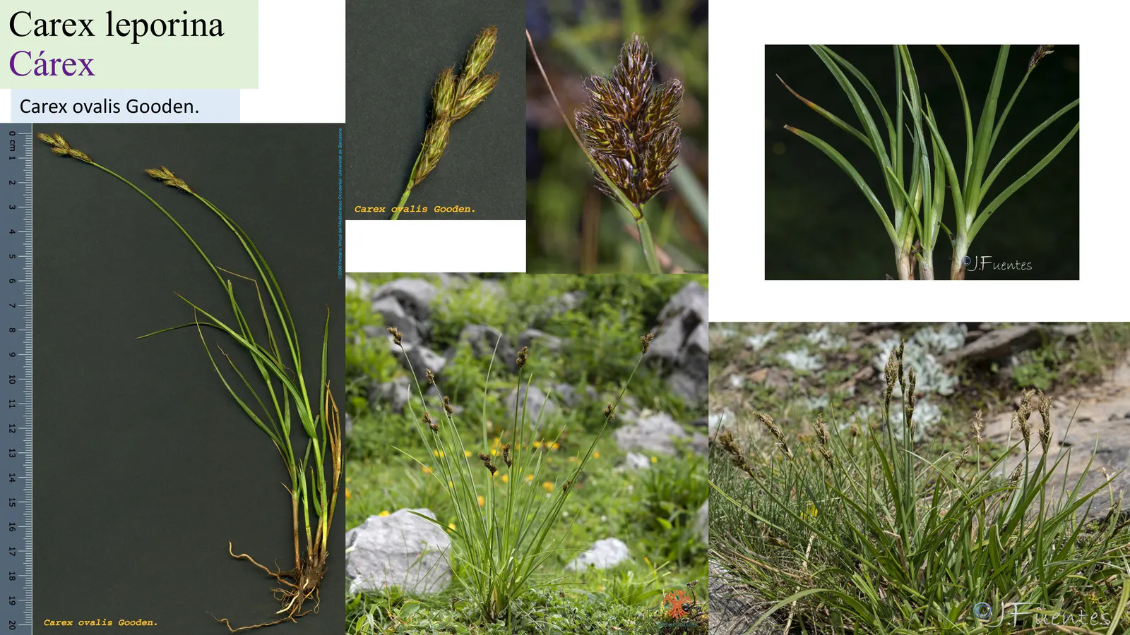 Carex leporina