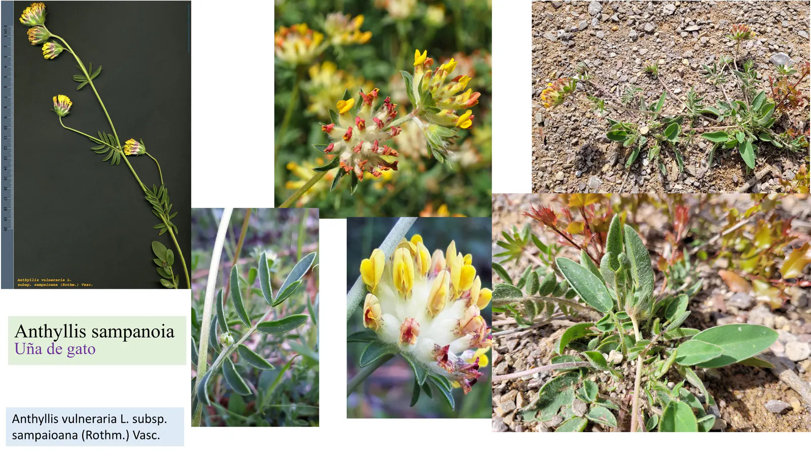 Anthyllis sampaioiana